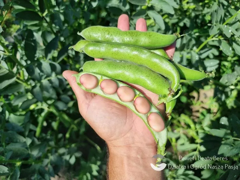 Jak długo gotować młody bób, aby zachował swój smak i wartości odżywcze?