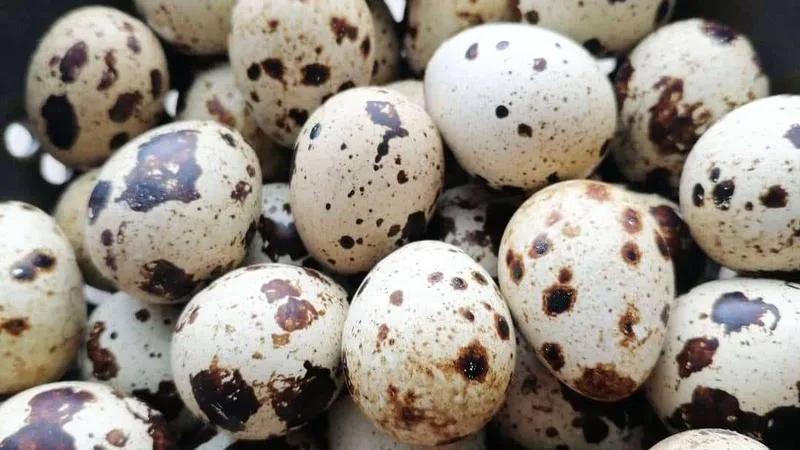 Odkryj wyjątkowy smak jajek przepiórczych – kulinarna podróż pełna aromatów