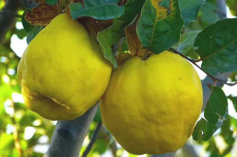 Pigwa do herbaty: prosty przepis na aromatyczny dodatek na zimę