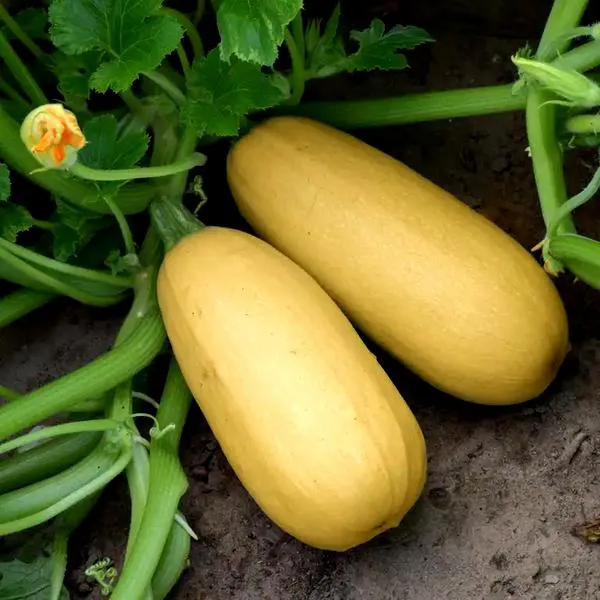 Kaloryczność kabaczka