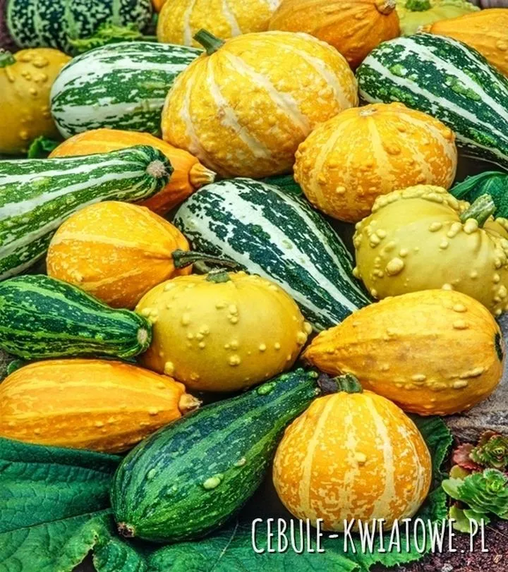 Najlepsze odmiany dyni