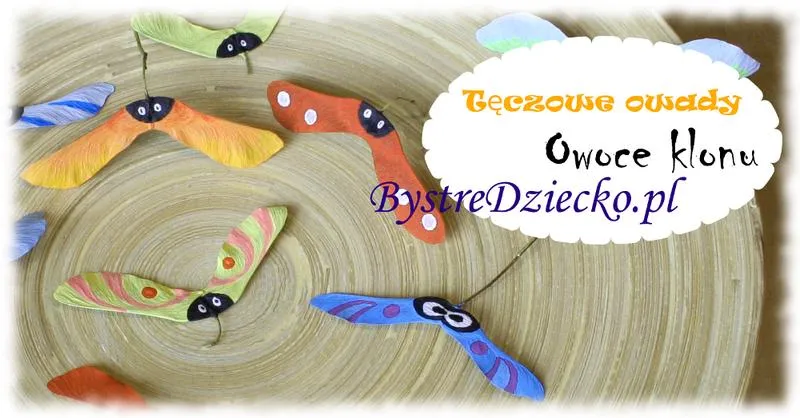 Owoce klonu
