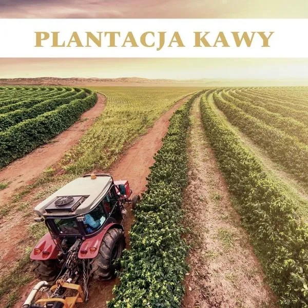 Uprawa kawy na świecie