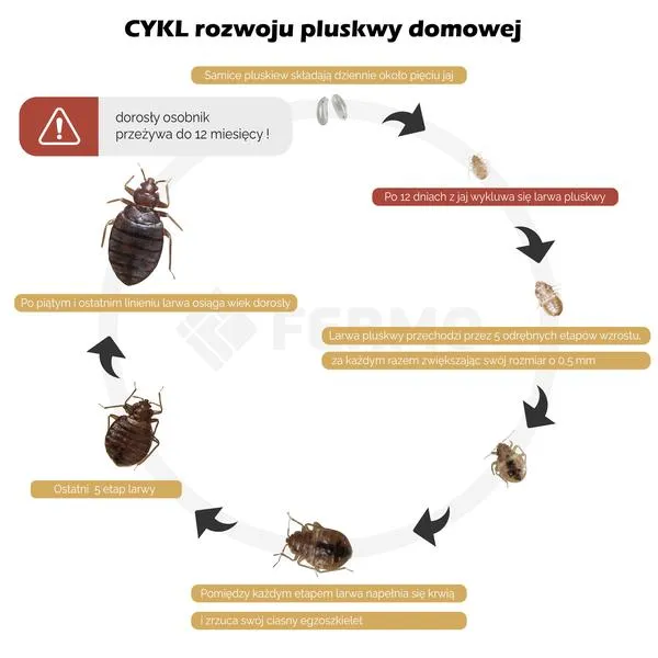 Wpływ jajek na hormony