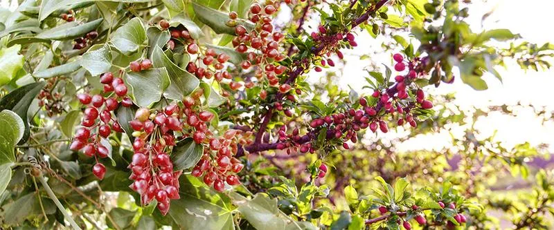 Zdrowotne właściwości sarsaparilli